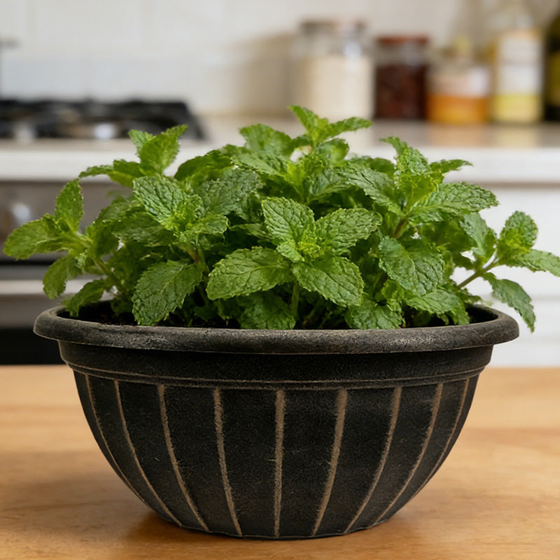 Solum Vitae 12-in 30# Fon Round Textured Pots for Plants Close-up Texture Detail for Kitchen Herb Garden,Premium Plant Pots for Gardening
