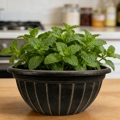 Solum Vitae 12-in 30# Fon Round Textured Pots for Plants Close-up Texture Detail for Kitchen Herb Garden,Premium Plant Pots for Gardening