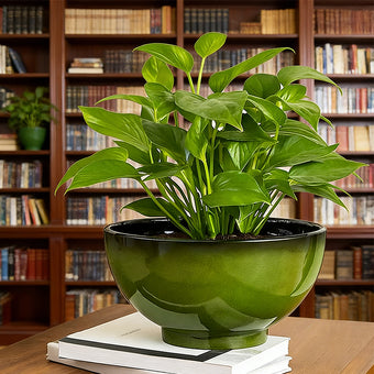 Solum Vitae 13-in 33# Lux Round Textured Indoor Planters Peace Lily Front View for Reading Nook,Premium Indoor Planters for Gardening