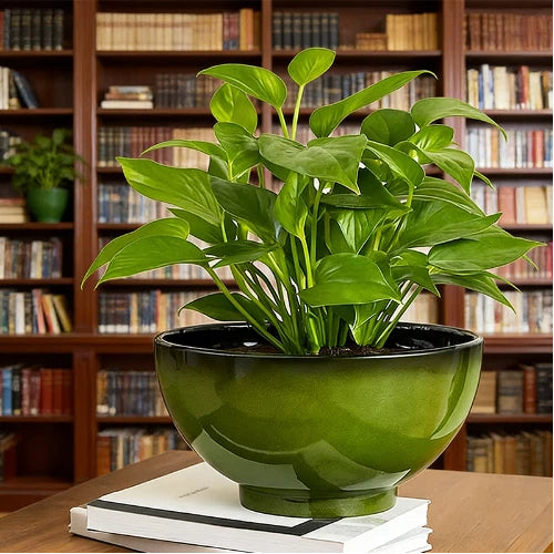 Solum Vitae 13-in 33# Lux Round Textured Indoor Planters Peace Lily Front View for Reading Nook,Premium Indoor Planters for Gardening