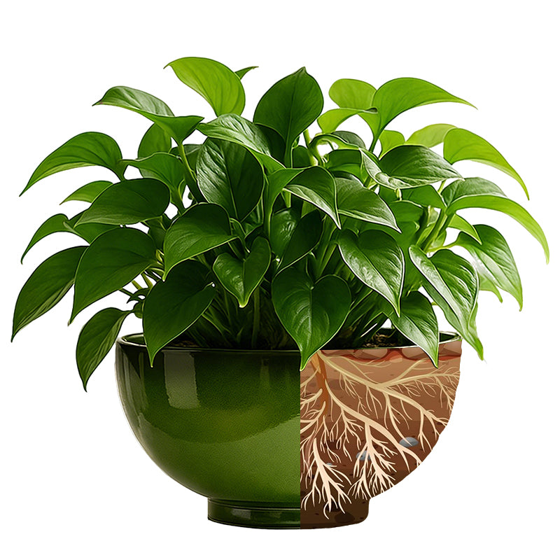 Solum Vitae 13-in 33# Lux Round Textured Indoor Planters Devil's Ivy Roots and Soil for Full Scene,Premium Indoor Planters for Gardening