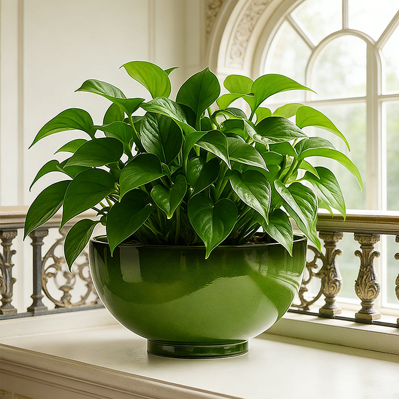 Solum Vitae 13-in 33# Lux Round Textured Indoor Planters Golden Pothos Side Profile for Windowsill,Premium Indoor Planters for Gardening