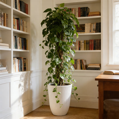 Solum Vitae 14-in 29# Fon Round Textured Tall Planters Devil's Ivy Top-down Shot for Living Room,White Premium Tall Planters for Gardening