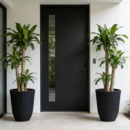 Solum Vitae 14-in 29# Fon Round Black Textured Tall Planters Corn Plant Front View for Entryway Welcome,Premium Tall Planters for Gardening
