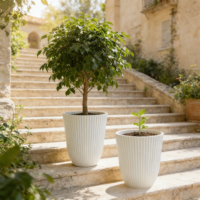 Solum Vitae 14-in 29# Fon Round White Textured Tall Planters Waringin Growth Shots for Courtyard Stair,Premium Tall Planters for Gardening