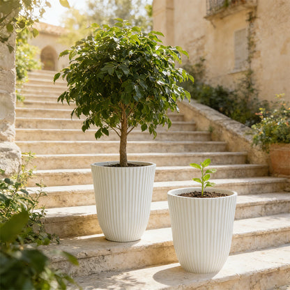 Solum Vitae 14-in 29# Fon Round White Textured Tall Planters Waringin Growth Shots for Courtyard Stair,Premium Tall Planters for Gardening