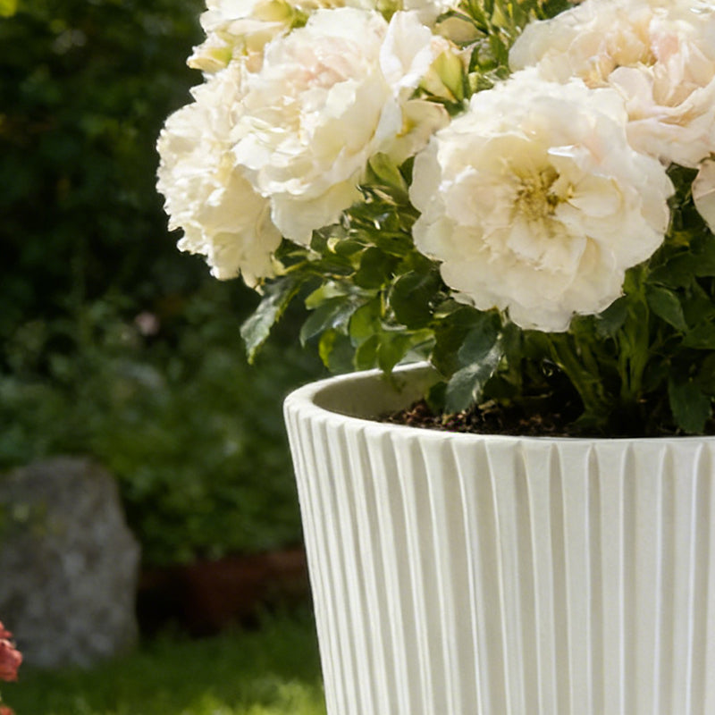 Solum Vitae 14-in 29# Fon Round Textured Tall Planters Knock Out Rose Front View for Garden Sanctuary, White Premium Tall Planters for Gardening