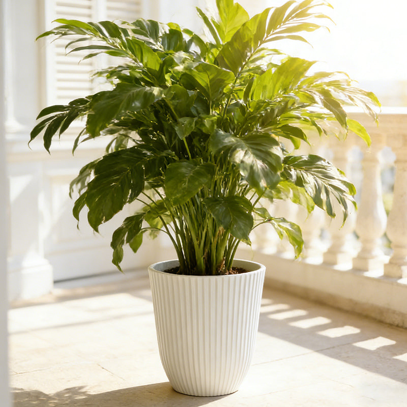 Solum Vitae 14-in 29# Fon Round Textured Tall Planters Philodendron New Growth for Windowsill,White Premium Tall Planters for Gardening