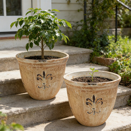 Solum Vitae 15-in 38# Fon Round Textured Plant Pots Radermachera Sinica Growth Shots for Courtyard Stair,Premium Plant Pots for Gardening