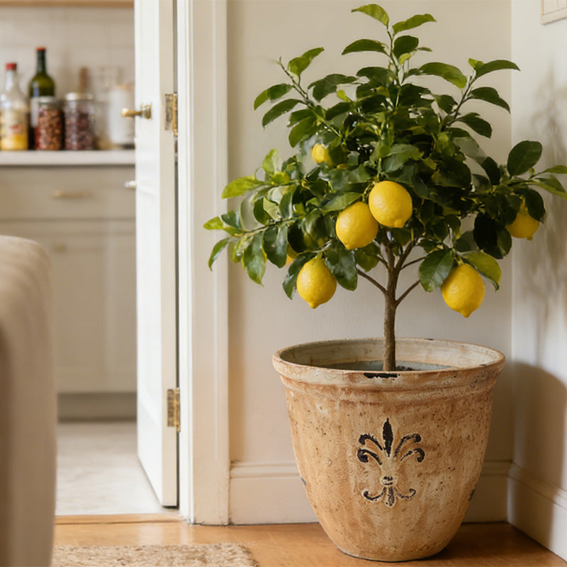 Solum Vitae 15-in 38# Fon Round Textured Plant Pots Lemon Tree Side Profile for Home Garden,Premium Plant Pots for Gardening