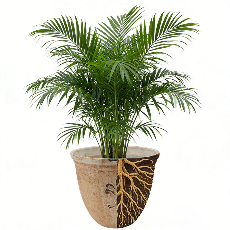 Solum Vitae 15-in 38# Fon Round Textured Plant Pots Chamaedorea ElegansClean Shots for Full Scene,Premium Plant Pots for Gardening