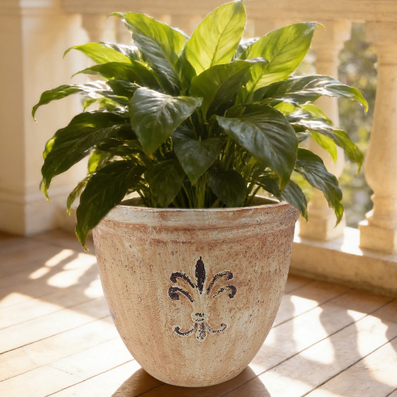 Solum Vitae 15-in 38# Fon Round Textured Plant Pots Spathiphyllum Kochii Top-down Shot  for Windowsill,Premium Plant Pots for Gardening