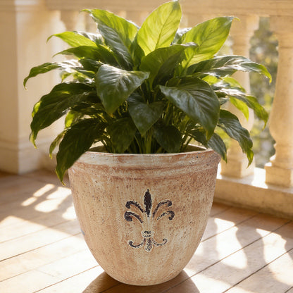 Solum Vitae 15-in 38# Fon Round Textured Plant Pots Spathiphyllum Kochii Top-down Shot  for Windowsill,Premium Plant Pots for Gardening