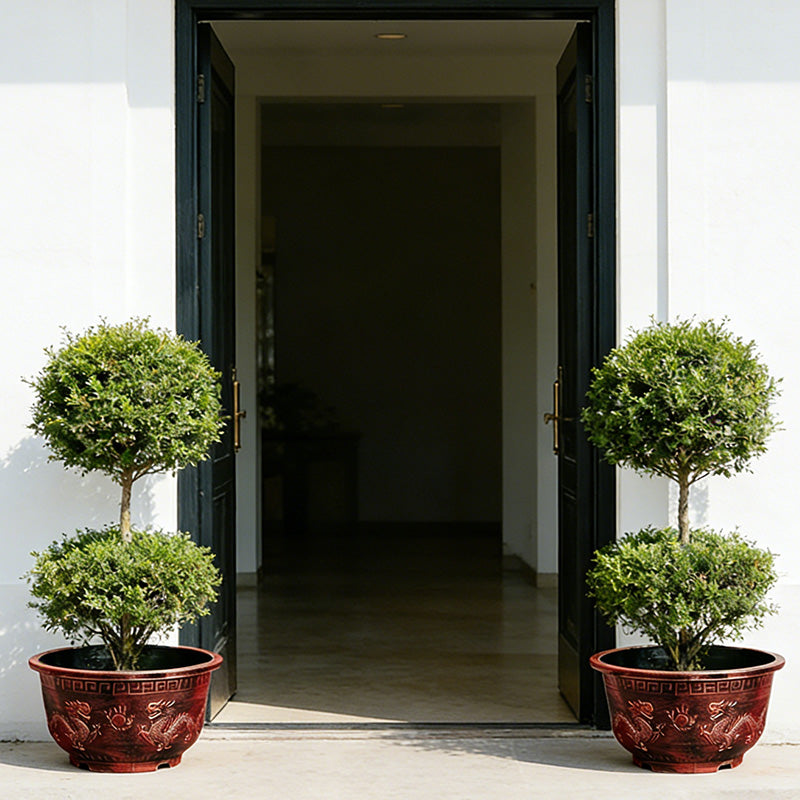Solum Vitae 17-in 45# Terra-D Round Textured Patio Planters Murraya paniculata Full Set Display for Entryway Welcome,Premium Outdoor Planters for Gardening