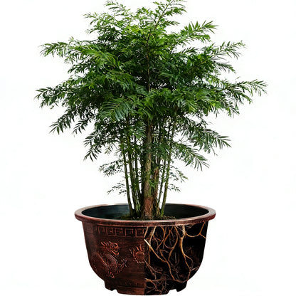 Solum Vitae 17-in 45# Terra-D Round Textured Patio Planters Taxus Roots and Soil for Full Scene,Premium Outdoor Planters for Gardening