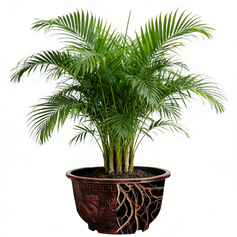 Solum Vitae 17-in 45# Terra-D Round Textured Planting Pots Butterfly Palm Roots and Soil for Backyard Garden,Premium Outdoor Planters for Gardening