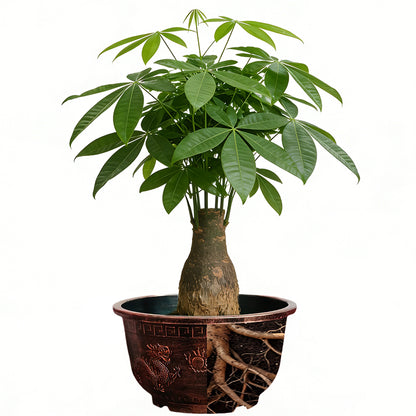 Solum Vitae 20-in 50# Terra-D Round Textured Garden Pots Pachira Macrocarpa Roots and Soil for Clean Shots,Premium Outdoor Planters for Gardening