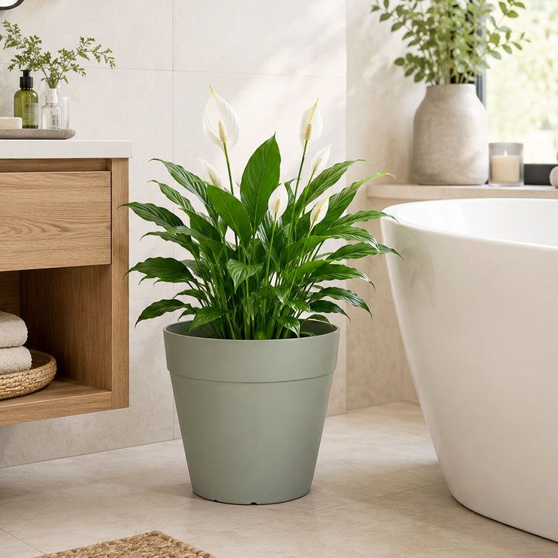 Solum Vitae 2PCS 12 Lux Wide Decorative Pots and Planters Peace Lily Side Profile for Bathroom Oasis, Light Green Premium Indoor Outdoor Planters for Gardening