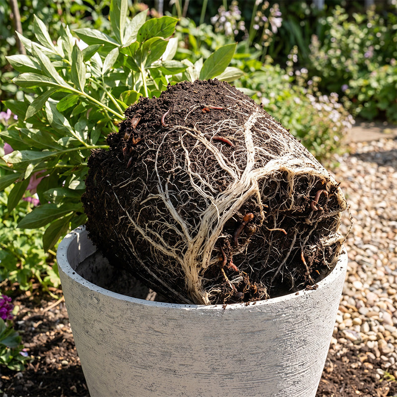 Solum Vitae 2PCS 15 Fon Stone Pattern Decorative Outdoor Pots and Planters Root‑bound Plant Root Ball Top-down Shot for Full Scene, Premium Indoor Outdoor Planters for Gardening