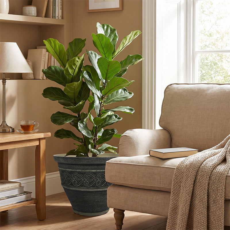 Solum Vitae 2PCS 16 Fon Heart Decorative Plant Pots Fiddle‑leaf Fig Front View for Living Room, Premium Indoor Outdoor Planters for Gardening