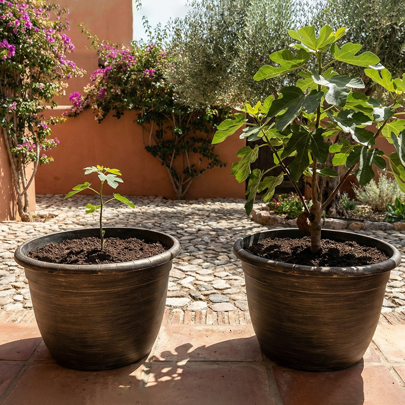 Solum Vitae Fon Classic Round Textured Flower Pots Ficus Carica Growth Shots for Courtyard ,Premium Plant Pots for Gardening