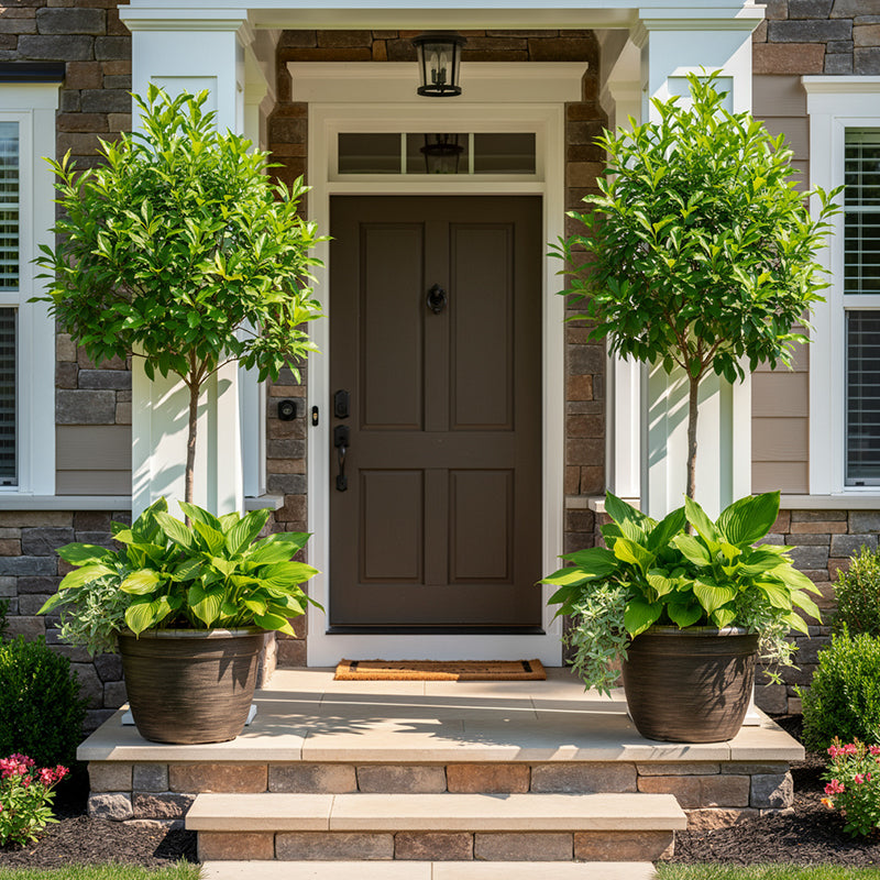 Solum Vitae Fon Classic Round Textured Flower Pots Laurus NobilisFull Set Display for Entryway Welcome,Premium Plant Pots for Gardening
