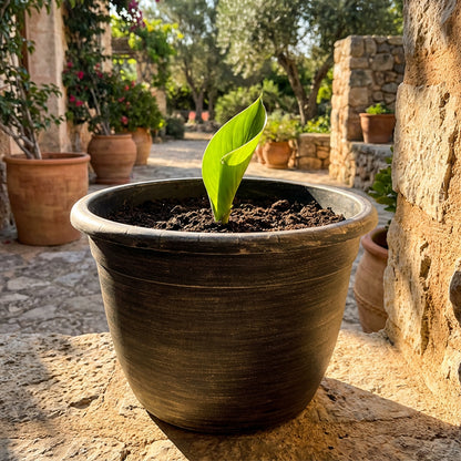 Solum Vitae Fon Classic Round Textured Flower Pots Strelitzia ReginaeNew Growth for Backyard Garden,Premium Plant Pots for Gardening